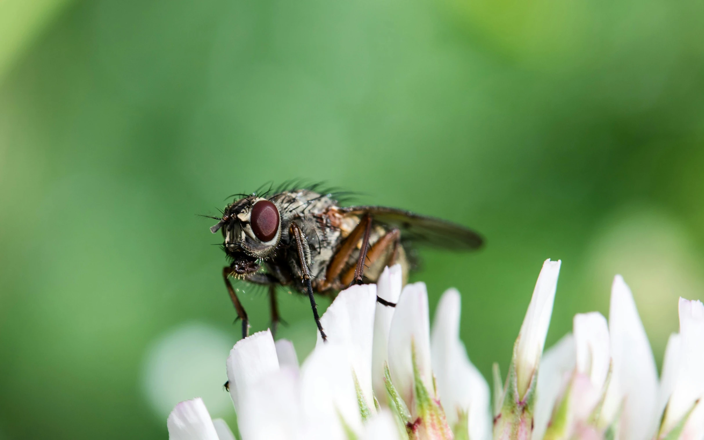 a close up of a fly on a flower, slide show, grey, scientific, clover