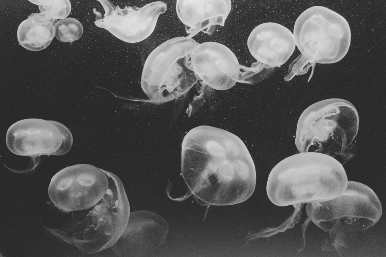 a group of jellyfish swimming in an aquarium, a black and white photo, by Emma Andijewska, pexels, ✨🕌🌙, jelly glow, deep aesthetic, on a gray background