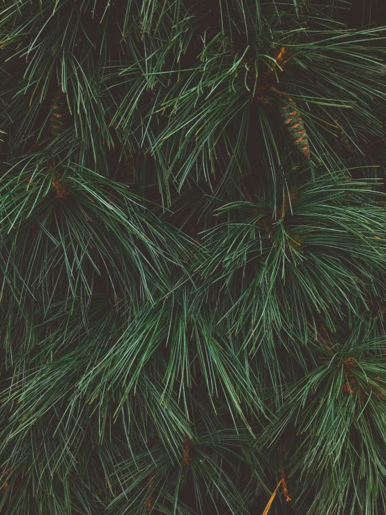 a close up of a pine tree with green needles, an album cover, inspired by Elsa Bleda, trending on unsplash, patterns and textures, ((trees)), (night), cozy wallpaper