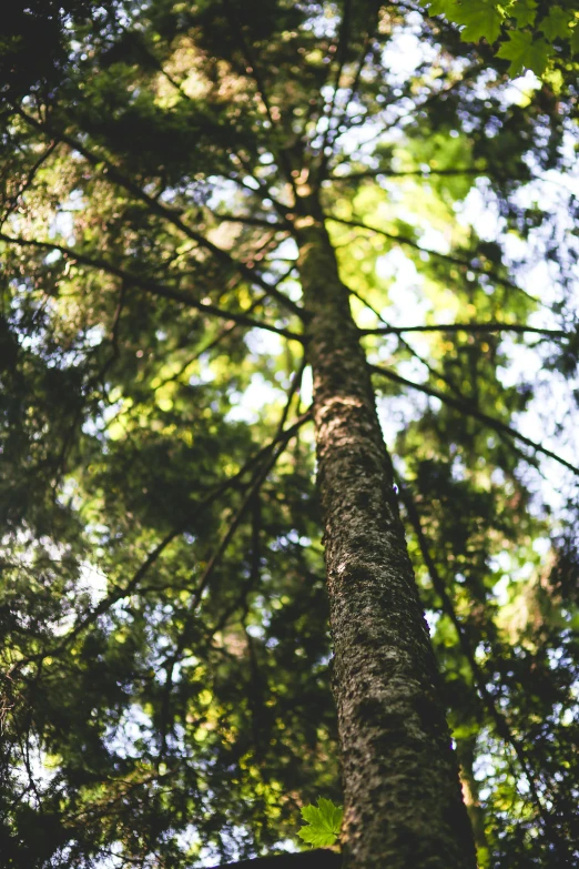 a tall tree in the middle of a forest, by Jessie Algie, unsplash, middle close up shot, ((trees)), sunlit, exterior shot