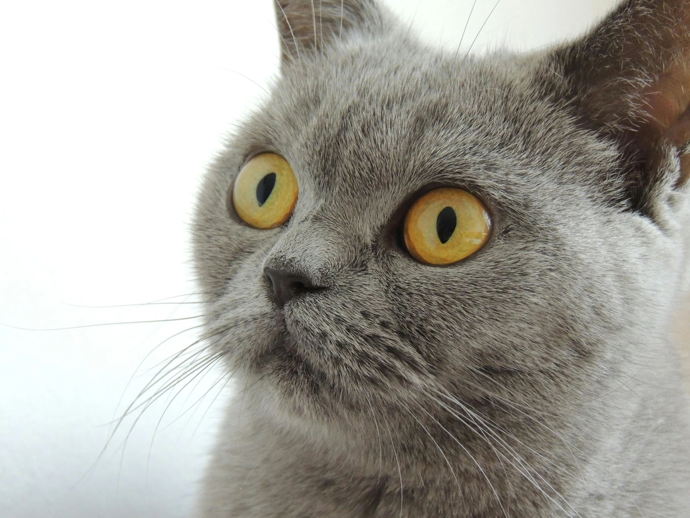 a close up of a cat with yellow eyes, looking upwards, short light grey whiskers, shocked look, instagram picture