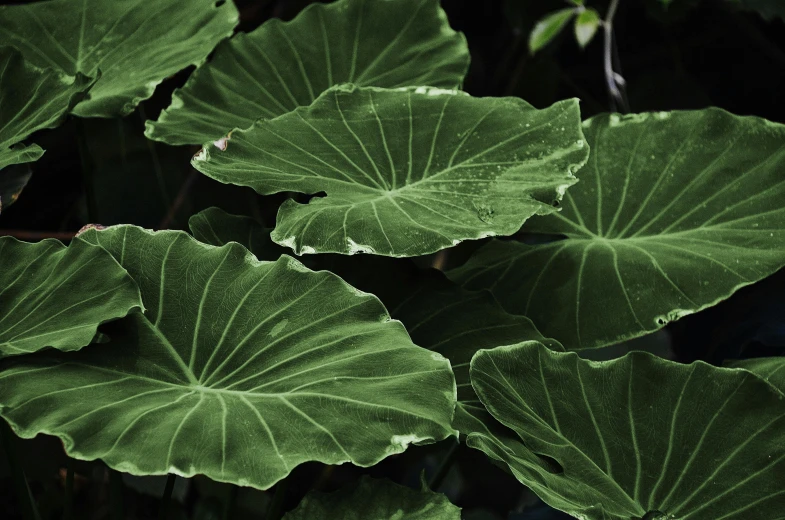 a close up of a plant with green leaves