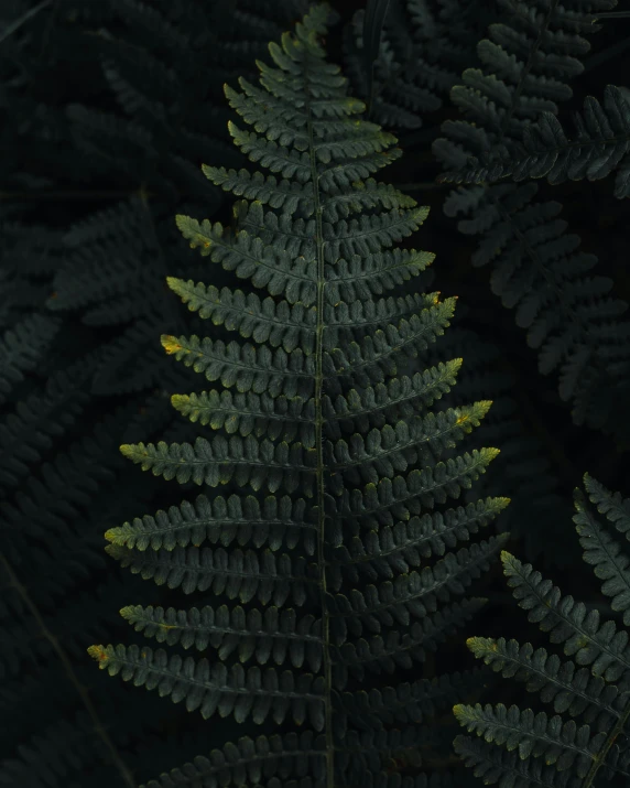 a close up of a fern leaf on a black background, a screenshot, by Attila Meszlenyi, unsplash contest winner, grayish, today\'s featured photograph 4k, taken on iphone 1 3 pro, hq 4k phone wallpaper