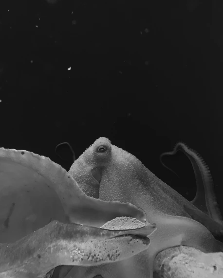a black and white photo of an octopus, swimming in space, early cuyler, photograph taken in 2 0 2 0, low quality photograph