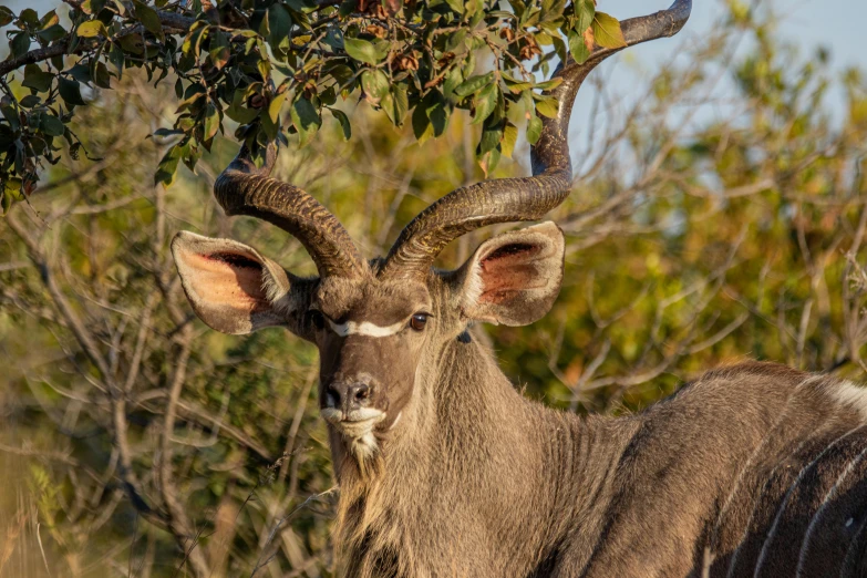 a large antelope standing next to a tree, african facial features, grey ears, mid-shot of a hunky, an intricate