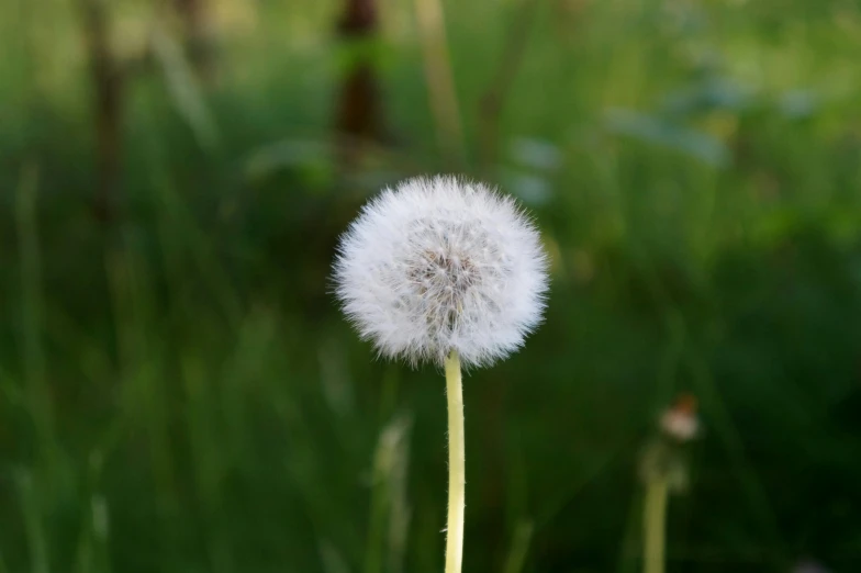 a white dandelion sitting on top of a lush green field, by David Simpson, unsplash, soft light - n 9, grey, cotton, weed cutie mark