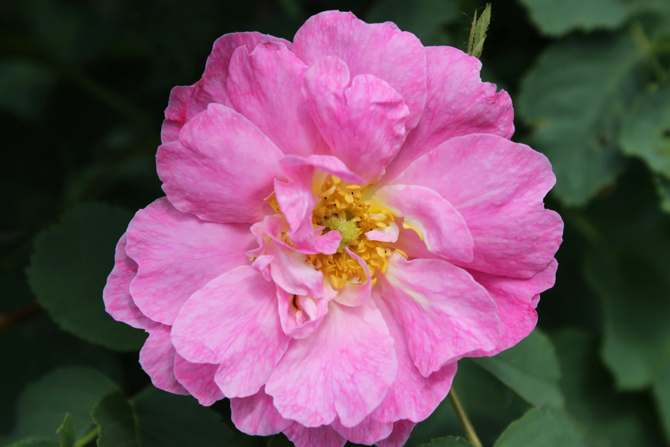 a close up of a pink flower with green leaves, rosa bonheurn, 'groovy', in a medium full shot, multicoloured