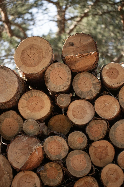 a pile of wood sitting in the middle of a forest, profile image, maritime pine, various sizes, up-close