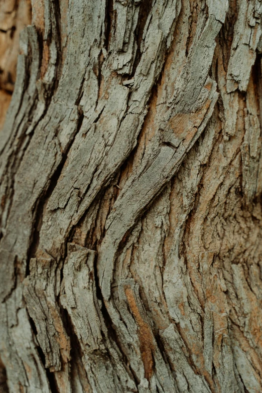 a close up of the bark of a tree, an album cover, trending on pexels, muted brown, large vines, brown, grey