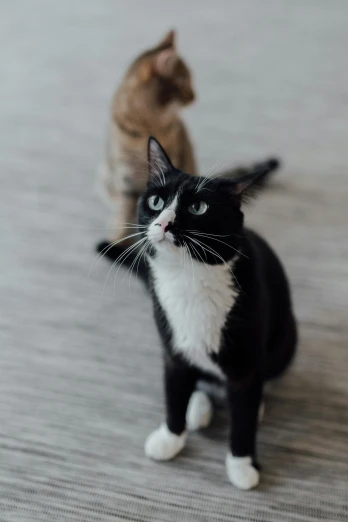 two cats sitting next to each other on a wooden floor, a black and white photo, unsplash, looking up, zoomed in, gif, standing