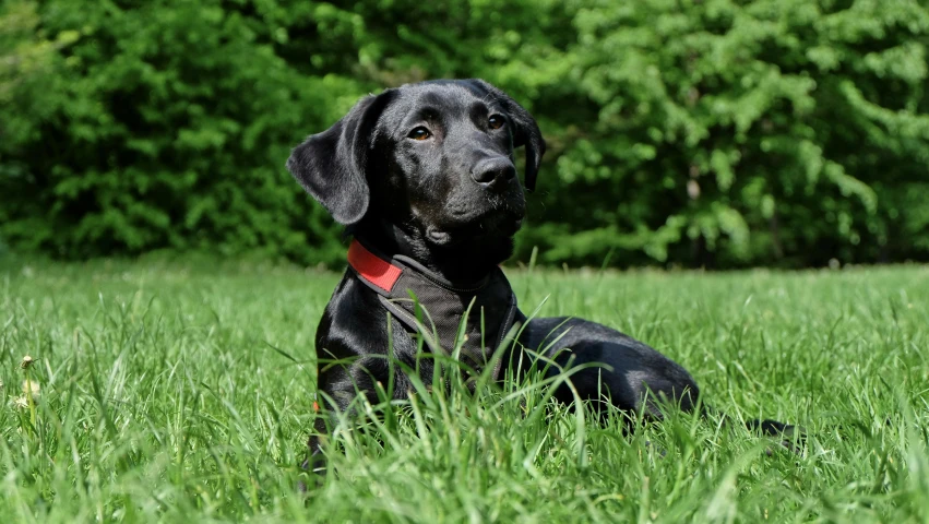 a black dog laying on top of a lush green field, a picture, pixabay, portrait of black labrador, profile picture 1024px, programming, amber