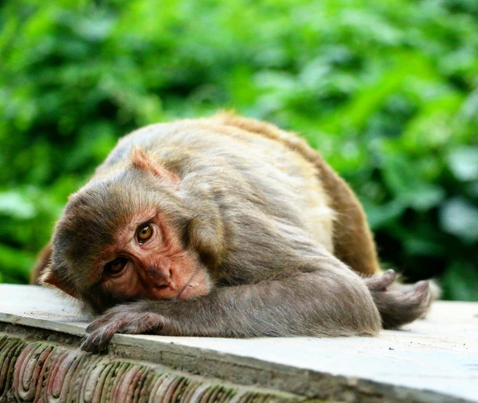 a monkey that is laying down on a ledge, all looking at camera, lush surroundings, guwahati, fan favorite