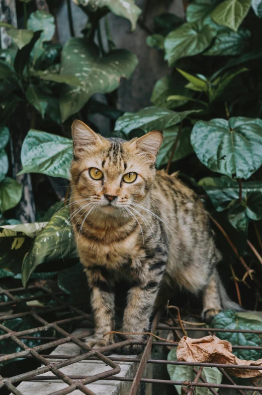 a cat standing on top of a metal grate, by Jan Tengnagel, unsplash contest winner, sumatraism, amongst foliage, all looking at camera, museum quality photo, slightly pixelated