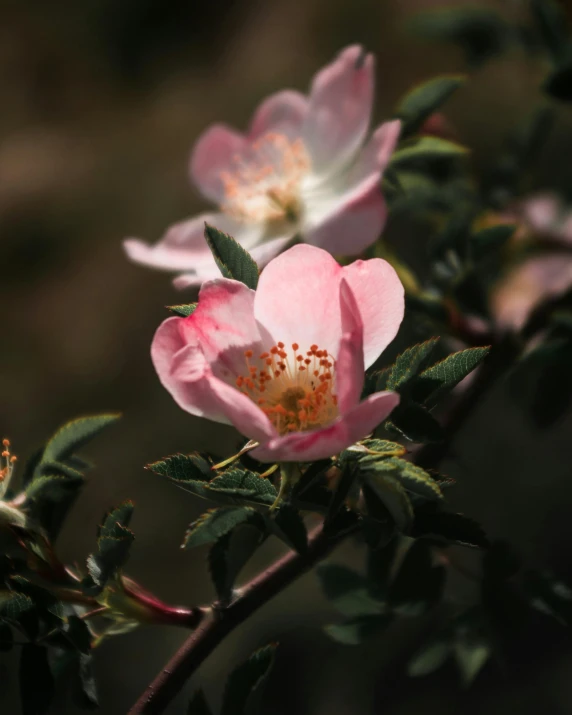 a close up of a pink flower on a branch, unsplash, nothofagus, background image, high resolution photo