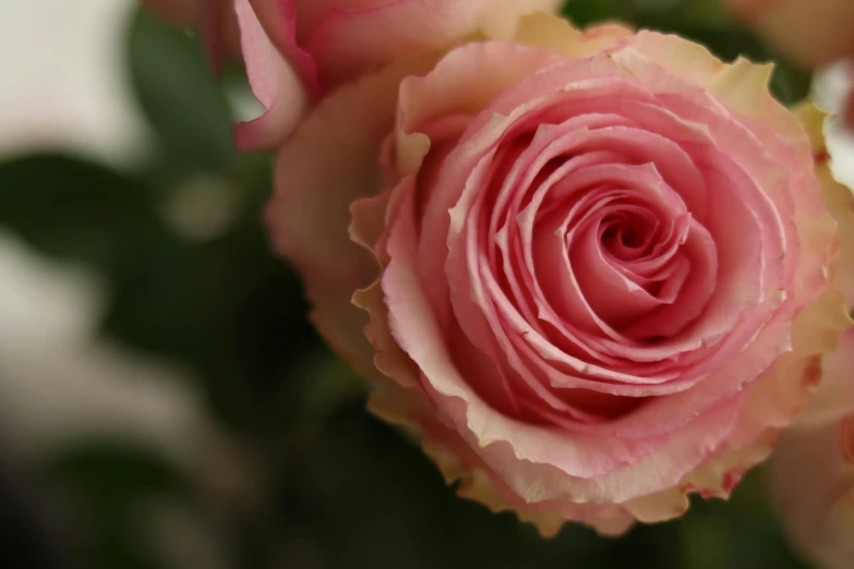 a close up of a pink rose in a vase