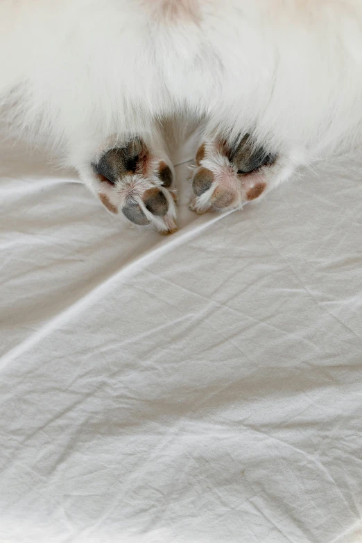 a small white dog laying on top of a bed, an album cover, unsplash, furry art, beautiful cat feet, contorted, paws, two headed cat