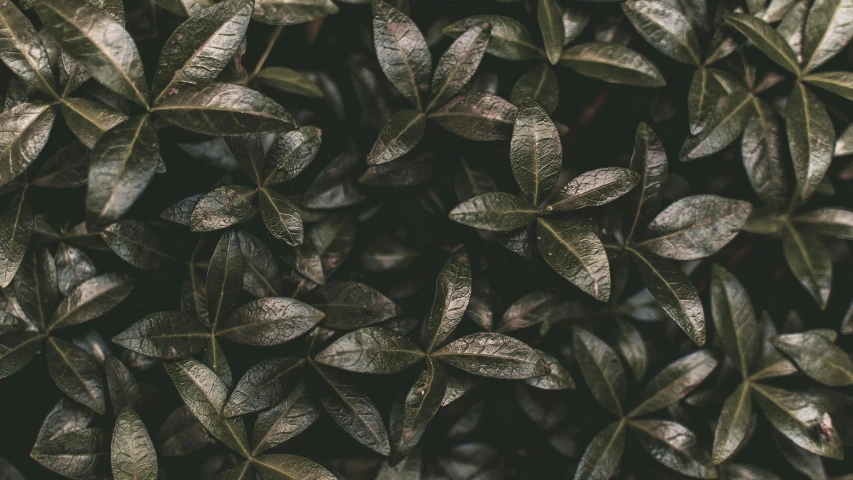 a close up of a bunch of leaves, trending on pexels, dark flowers, muted brown, full frame image, background image