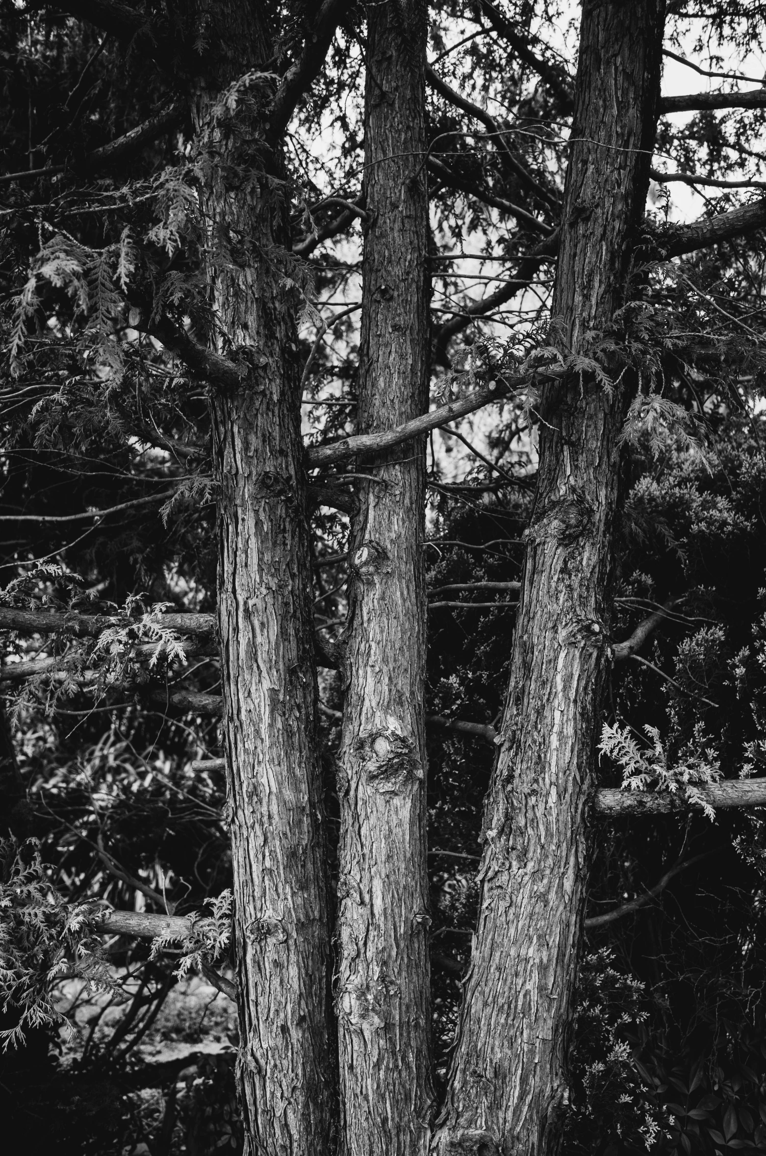 a black and white photo of two trees, inspired by Arnold Newman, hemlocks, ( ( photograph ) ), rough wood, triptych