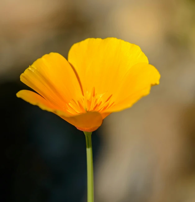 a close up of a yellow flower with a blurry background, unsplash, poppy, single light, paul barson, california;