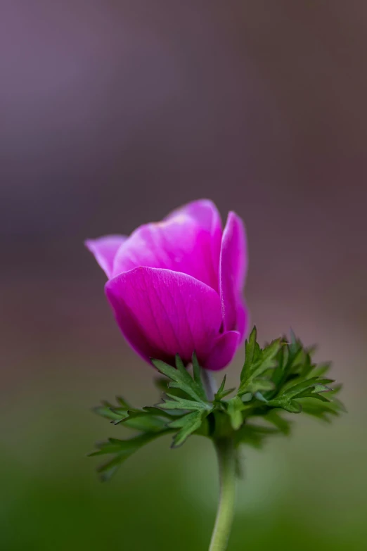 a single pink flower sitting on top of a green plant, a picture, by Jan Tengnagel, unsplash, paul barson, anemones, high quality photo, purple