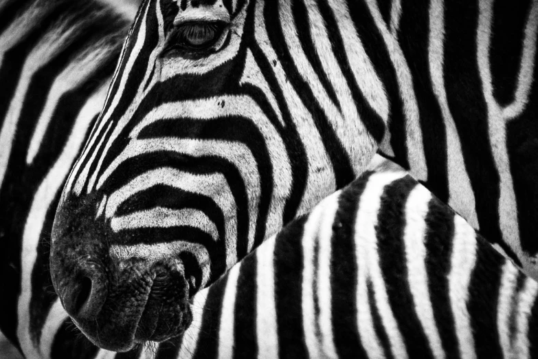a couple of zebra standing next to each other, a black and white photo, pexels, op art, closeup at the face, unsplash photo contest winner, close - up of face, shot with hasselblad