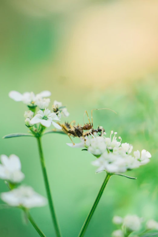 a bug sitting on top of a white flower, smart ants, in a open green field, paul barson, uncrop