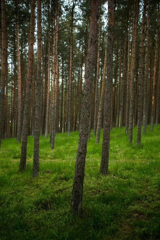 a forest filled with lots of tall trees, by Jacob Kainen, unsplash, land art, trees in the grassy hills, ((trees)), alvar aalto, taken in the late 2010s