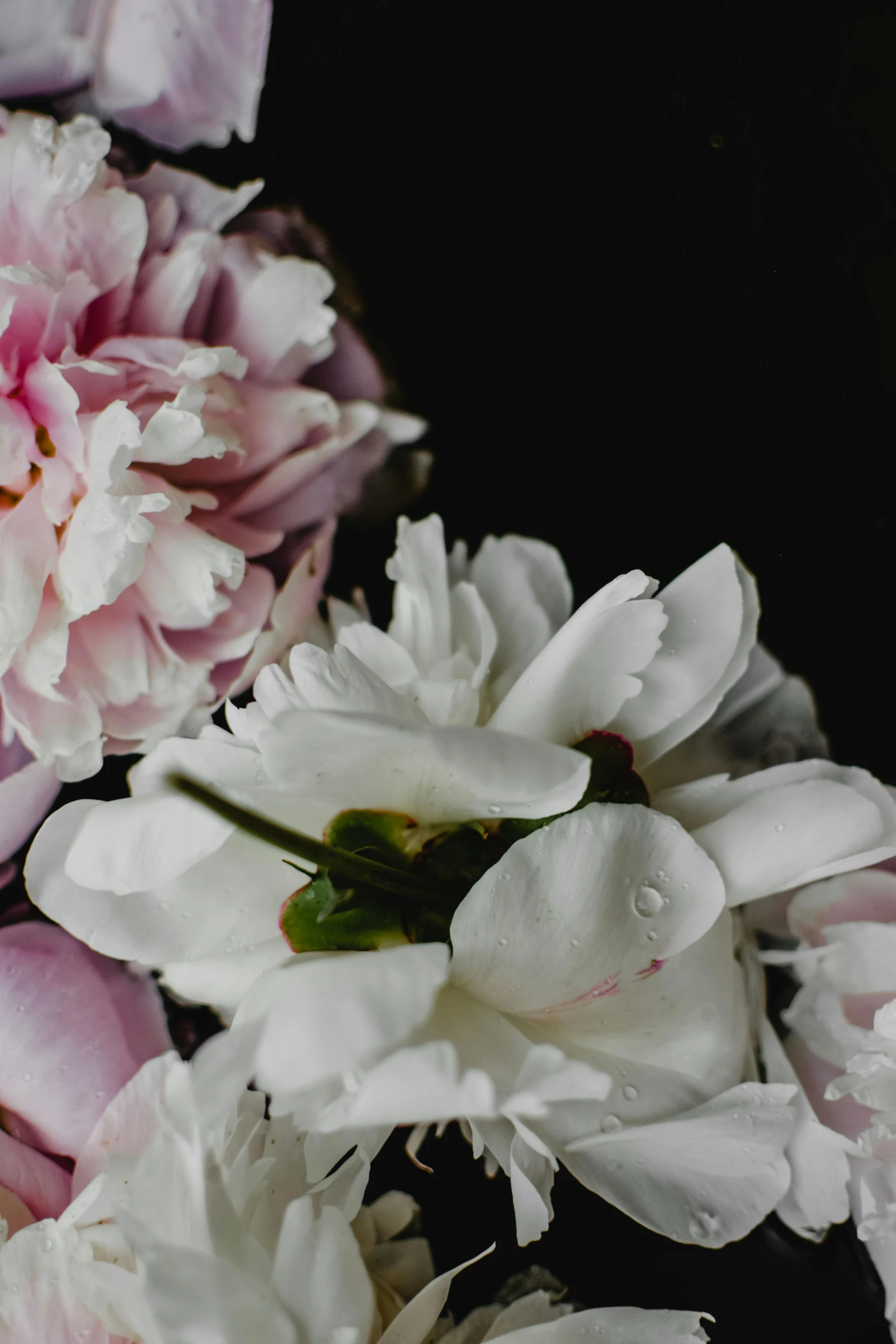 a bunch of white and pink flowers in a vase, by Emanuel de Witte, trending on unsplash, romanticism, black peonies, detail shot, slide show, on a black background