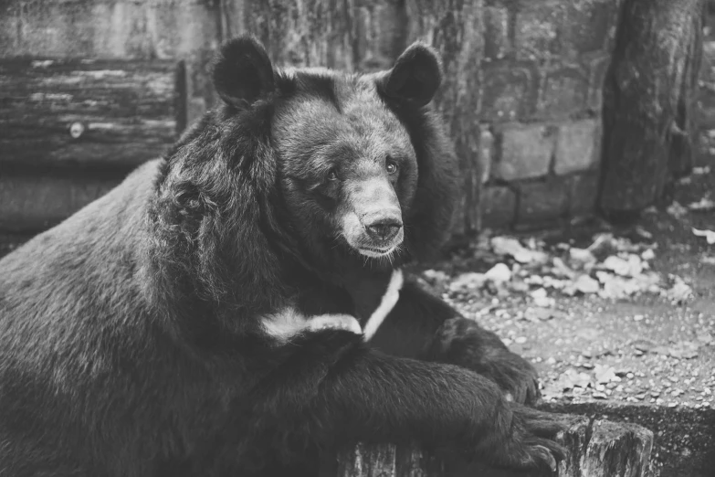 a black and white photo of a bear sitting on a log, by Emma Andijewska, unsplash, in the zoo exhibit, half man half asian black bull, furry brown body, jovana rikalo