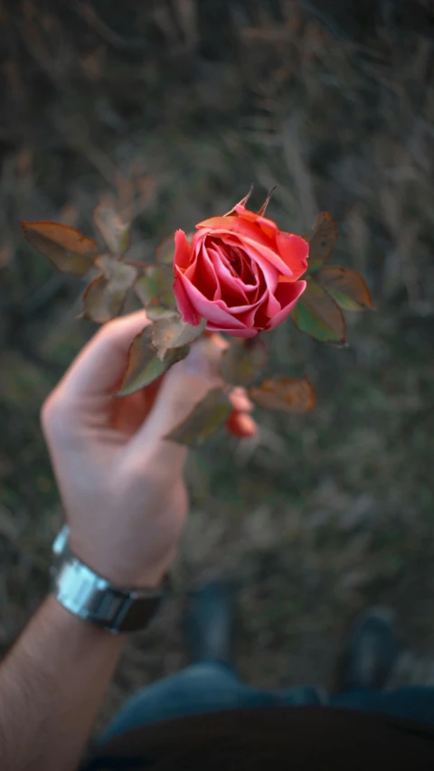 a person holding a rose in their hand, inspired by Elsa Bleda, pexels contest winner, today\'s featured photograph 4k, instagram post, single, multicoloured