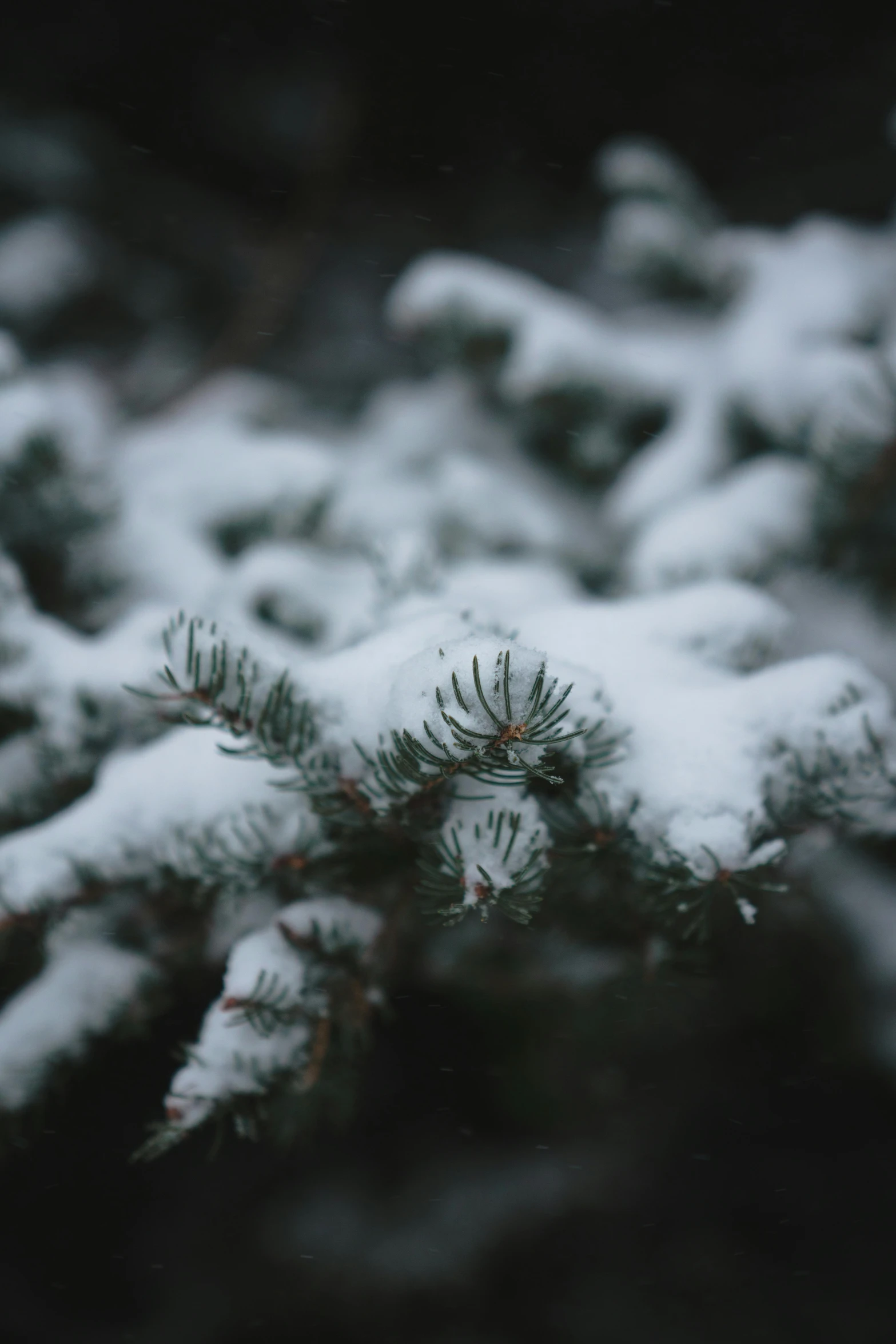 a close up of a pine tree covered in snow, by Adam Marczyński, unsplash, fan favorite, ground covered with snow, green, soft