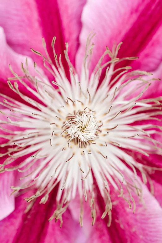 a close up view of a pink flower, inspired by Edwin Dickinson, arabesque, clematis like stars in the sky, on display, mesmerising, award-winning crisp details”