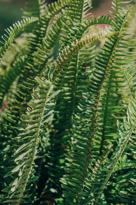 a close up of a plant with green leaves, flame ferns, bay area, spines, various sizes