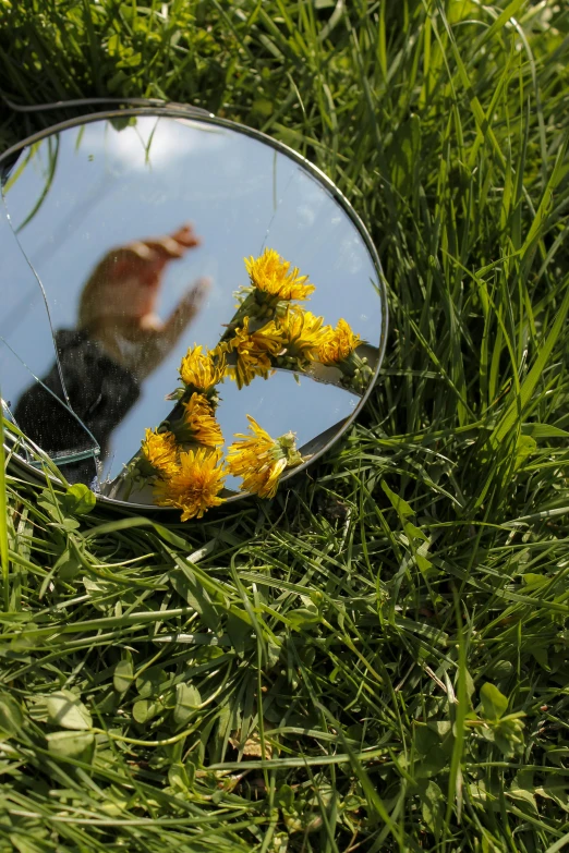 a mirror sitting on top of a lush green field, by Jan Rustem, land art, holding magic flowers, photographed for reuters, afternoon sun, high quality image