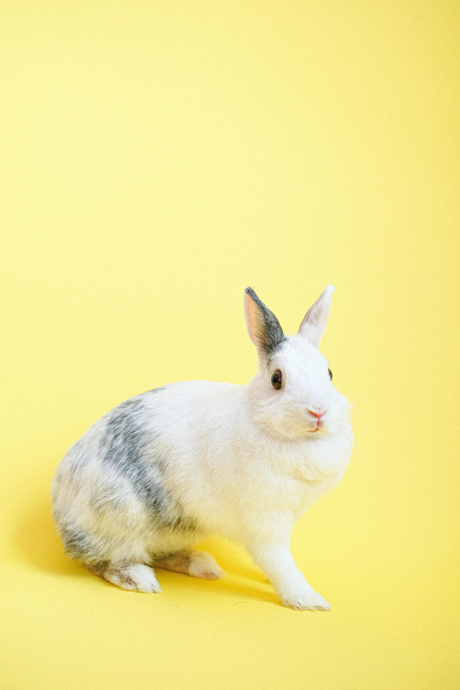 a white rabbit sitting on a yellow surface, by Winona Nelson, shutterstock contest winner, mixed animal, demur, handsome girl, 15081959 21121991 01012000 4k