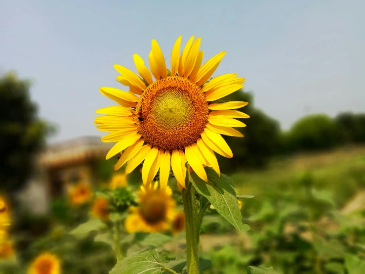 a close up of a sunflower in a field, a picture, pexels, instagram picture, various posed, full daylight, well built