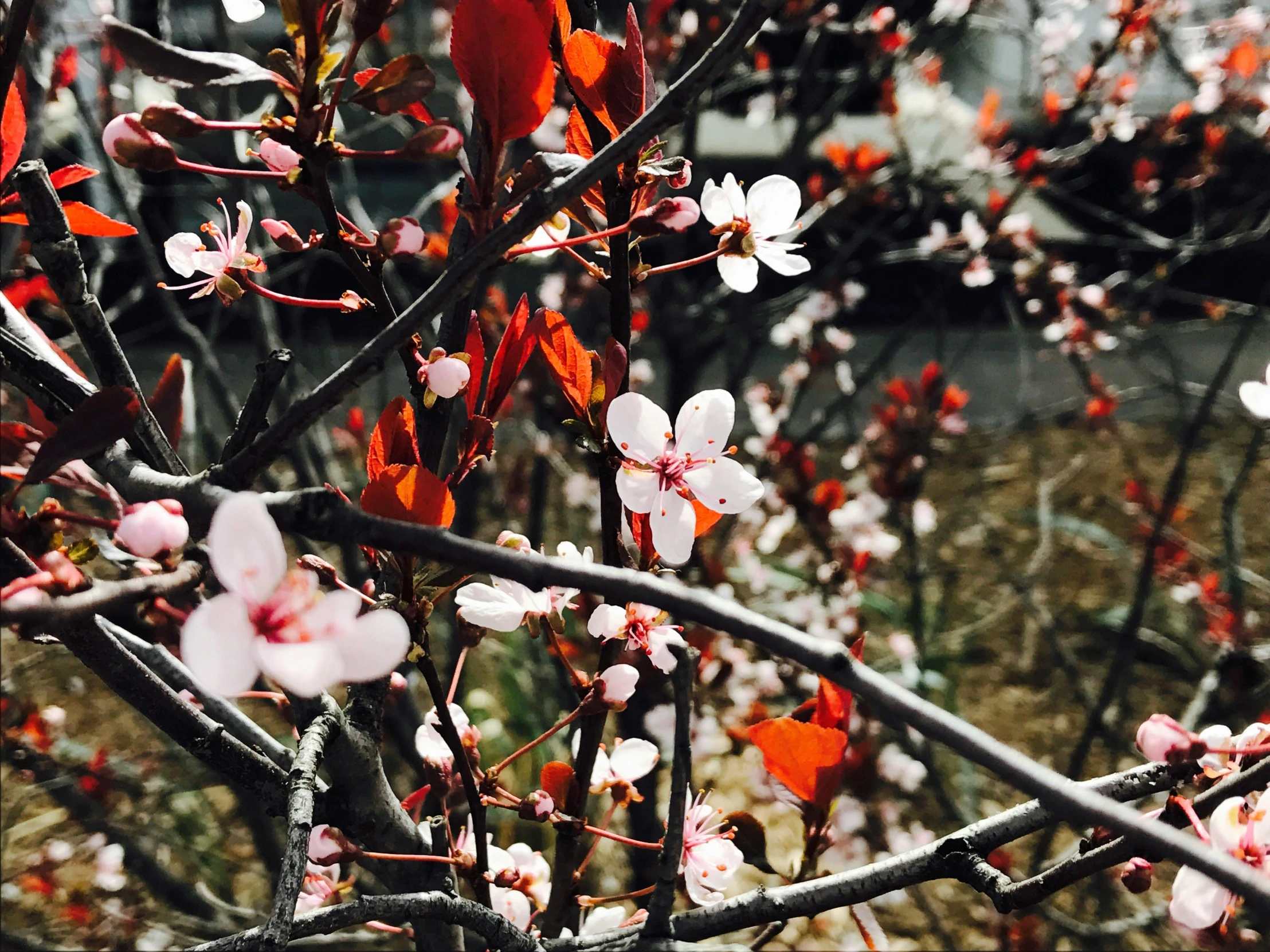 a bunch of red and white flowers on a tree, a photo, by Emma Andijewska, unsplash, sōsaku hanga, taken on an iphone, 💋 💄 👠 👗, 90's photo, plum blossom