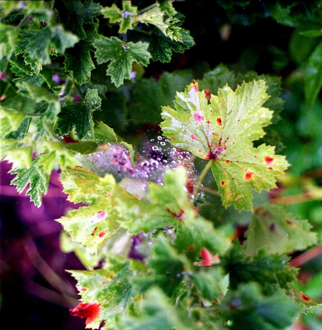 a close up of a plant with green leaves, squashed berries dripping, lomography photo, acanthus, multi - coloured