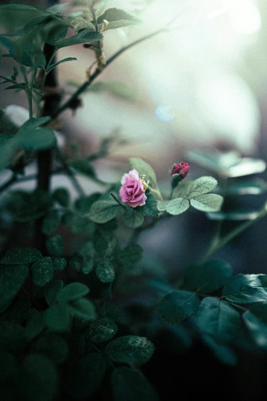 a pink flower sitting on top of a lush green plant, inspired by Elsa Bleda, unsplash, romanticism, small red roses, greenish expired film, miniature forest, mysterious mood