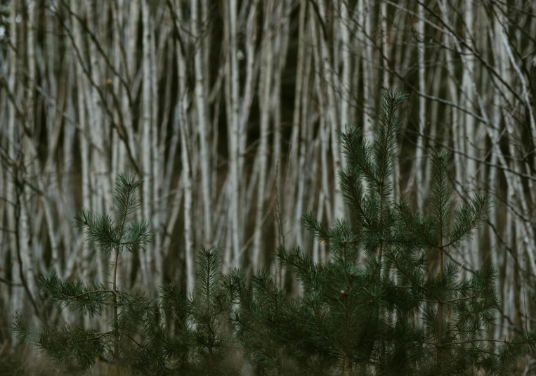 a red fire hydrant sitting in the middle of a forest, inspired by Elsa Bleda, unsplash contest winner, tonalism, birch trees, pine, alessio albi, detailed 4k photograph