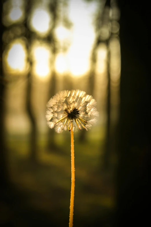 a dandelion sitting in the middle of a forest, by Jesper Knudsen, pexels contest winner, romanticism, soft light - n 9, gold, dawn light, defocus