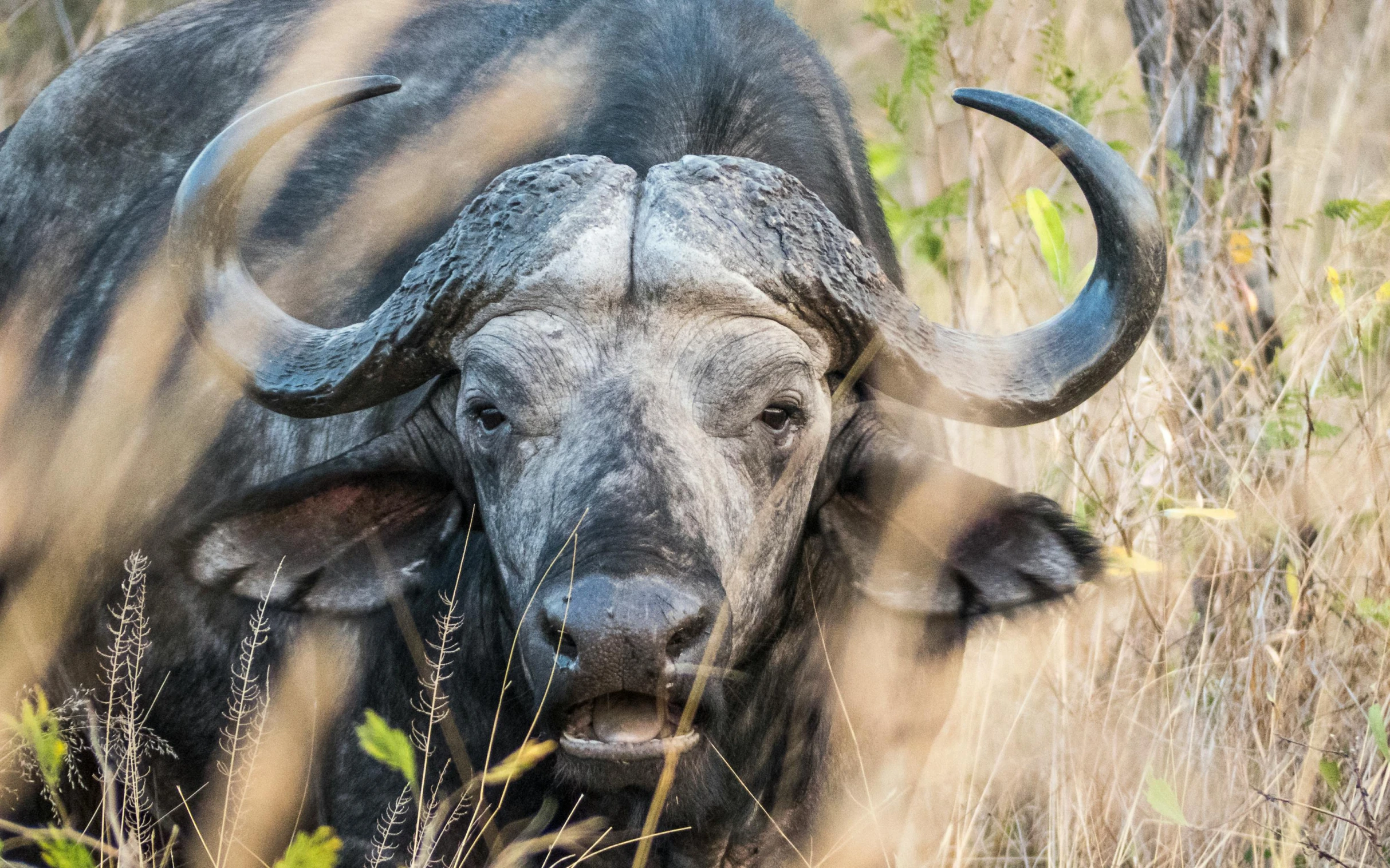 an animal that is standing in the grass, a portrait, by Will Ellis, pexels contest winner, hunting bisons, african facial features, black, a messy