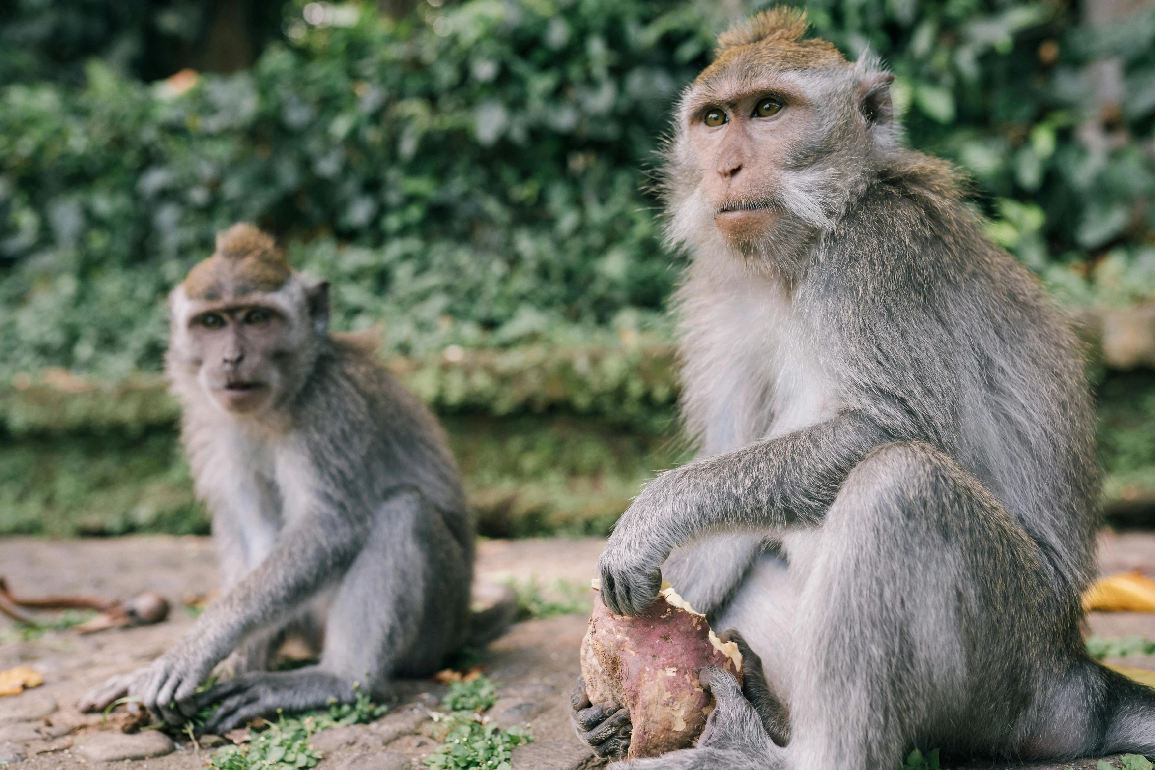 a couple of monkeys sitting next to each other, pexels contest winner, sumatraism, walnuts, australian, 🦩🪐🐞👩🏻🦳, grey