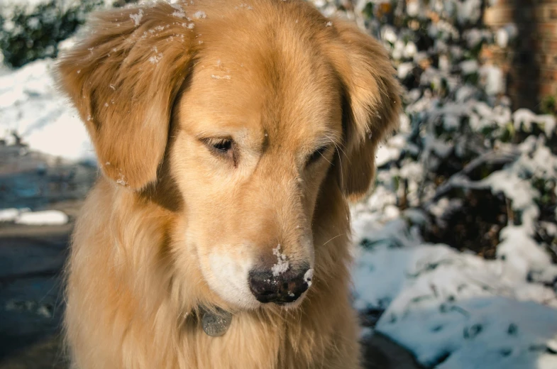 a close up of a dog in the snow, a portrait, pexels contest winner, slightly golden, avatar image, thoughtful, high resolution photo