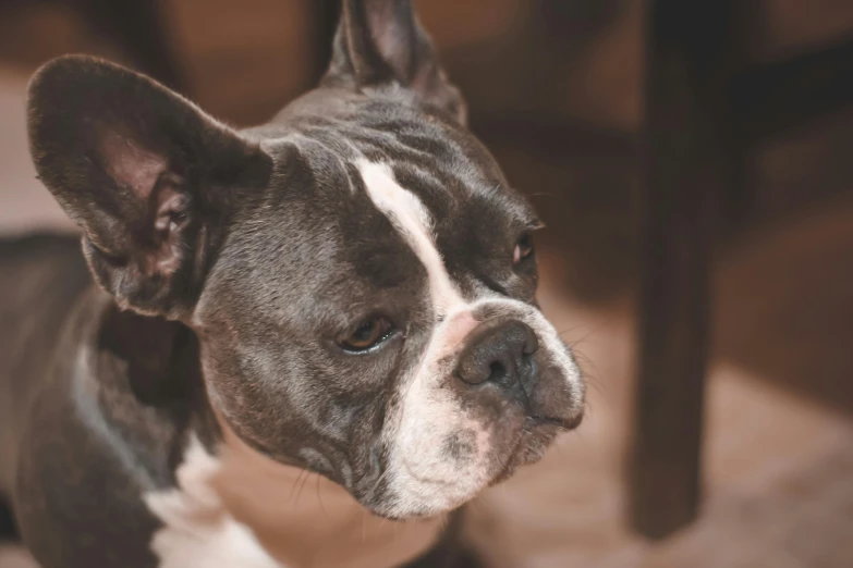 a black and white dog sitting under a table, sad grumpy face, grey ears, wrinkles and muscles, up-close