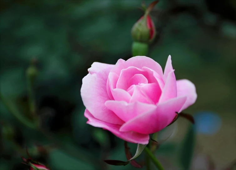 a pink rose is blooming in a garden, inspired by Barbara Nasmyth, unsplash, ((pink)), album, islamic, sydney hanson