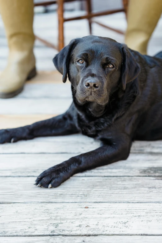 a black dog laying on top of a wooden floor, such as arms & legs, alabama, romantic lead