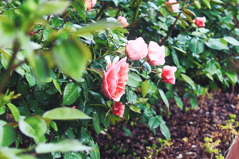 a close up of a person holding a cell phone, an album cover, by Carey Morris, unsplash, romanticism, rose garden, shrubs, in shades of peach, loosely cropped