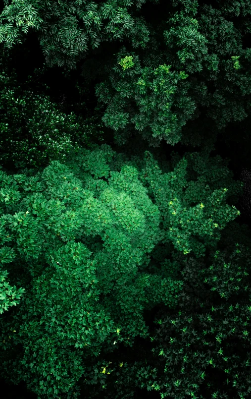 a forest filled with lots of green trees, a digital rendering, unsplash, volumetric lighting from above, dark green leaves, nighttime, close up shot from the top