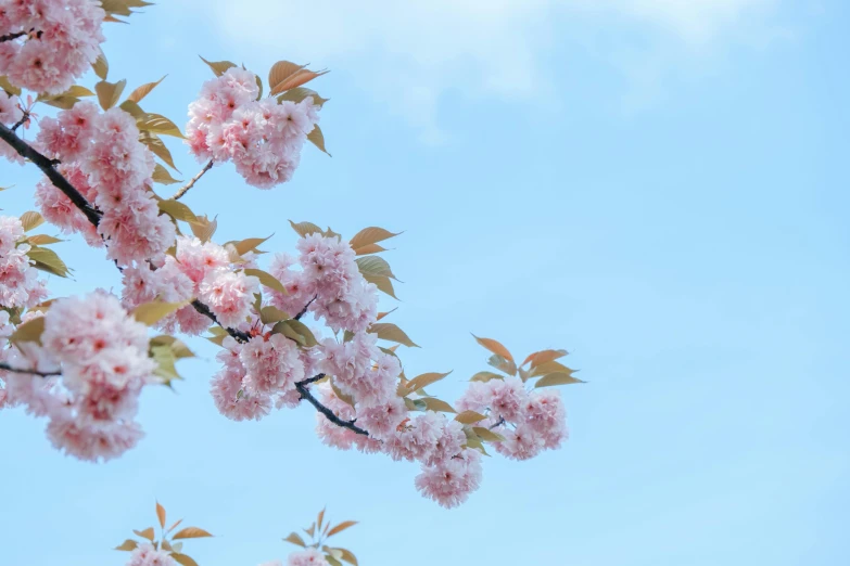 a tree with pink flowers against a blue sky, trending on unsplash, background image, sakura bloomimg, full frame image